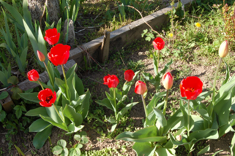 Tulipn detail