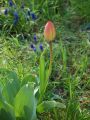 Nhled: Tulipn