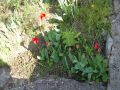 Nhled: Tulipny