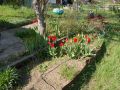 Nhled: Paitka a tulipny